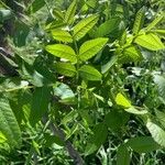 Juglans californica Leaf