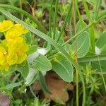 Euphorbia agraria Flower