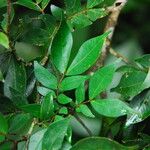 Cynometra mannii Blatt