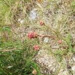 Poterium sanguisorba Flower