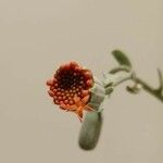 Kleinia fulgens Blüte