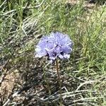 Gilia achilleifolia Flor