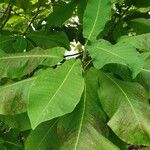 Magnolia macrophylla Leaf