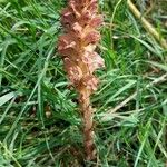 Orobanche rapum-genistae Flor