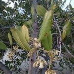 Rhizophora mucronata Kvet