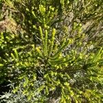 Erica reunionensis Feuille