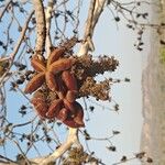 Sterculia urens Fruit