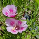 Clarkia amoena Floare