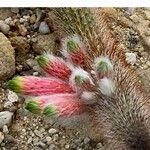 Cleistocactus smaragdiflorus 葉