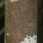 Pouteria reticulata Corteza