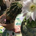 Echinopsis oxygona Frunză