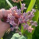 Asclepias sullivantii Квітка