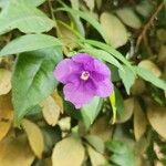 Brunfelsia paucifloraЦветок