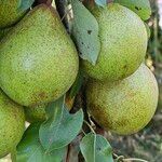 Pyrus communis Плід