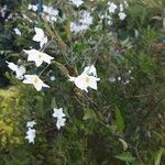 Solanum bonariense Flower