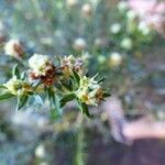 Erica galioides Flor