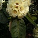 Rhododendron macabeanum Çiçek