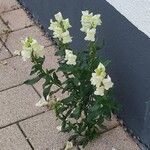 Antirrhinum latifolium Hoja