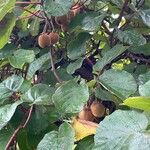 Actinidia chinensis Fruit