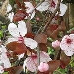 Prunus × cistena