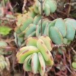 Kalanchoe marnieriana Leaf