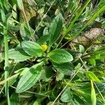 Diatelia tuberaria Likasa