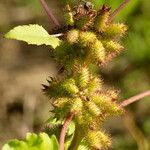 Xanthium orientale Fruto