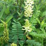 Astragalus canadensis 形態