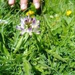 Astragalus alpinus Blüte