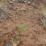 Lomatium engelmannii عادت داشتن