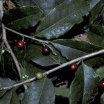 Cinnamodendron tenuifolium Fruit