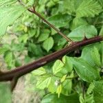 Rubus discolor Bark