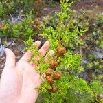 Juniperus pinchotii ഫലം