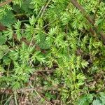 Peucedanum alsaticum Leaf