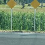 Typha domingensis Blad