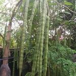 Moringa oleifera Fruit