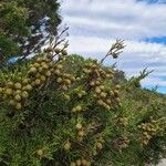 Juniperus phoenicea Owoc
