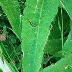 Cirsium heterophyllum Leaf