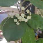 Hoya carnosa Leht