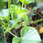 Pelargonium peltatum Leaf