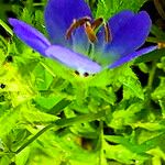 Nemophila phacelioides Cvet