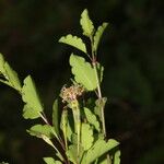 Porophyllum punctatum Fruit