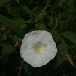 Distimake aegyptius फूल