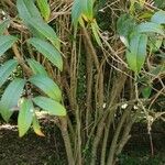 Baillonia amabilis Alkat (teljes növény)