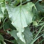 Chenopodium bonus-henricus Leaf