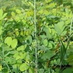 Camelina microcarpa Fruit