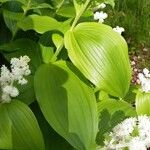 Maianthemum racemosum 葉