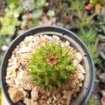 Mammillaria backebergiana Лист