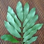 Hylodendron gabunense Hoja
