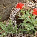 Silene laciniata ᱛᱟᱦᱮᱸ